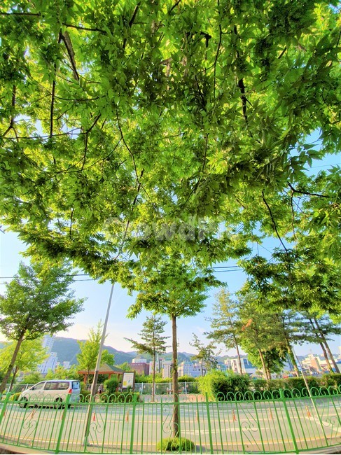 나뭇잎,나무,자연,울타리,sunsine,tree,nature