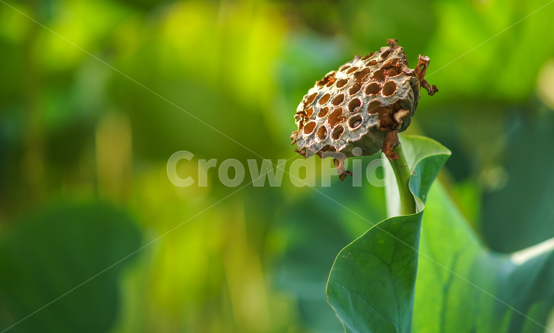 연밥,연잎,연,식물,수생식물,자연,식물,자연,plants,nature