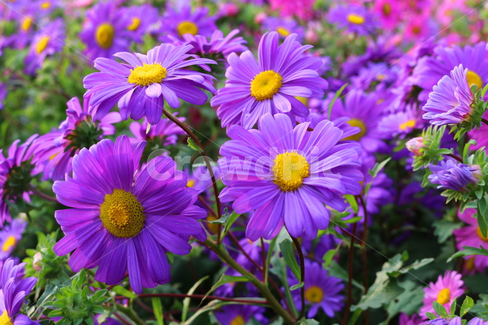 꽃,과꽃,국화과,식물,자연,취국,벽남국,추모란,식물,자연,plants,nature,꽃,flower