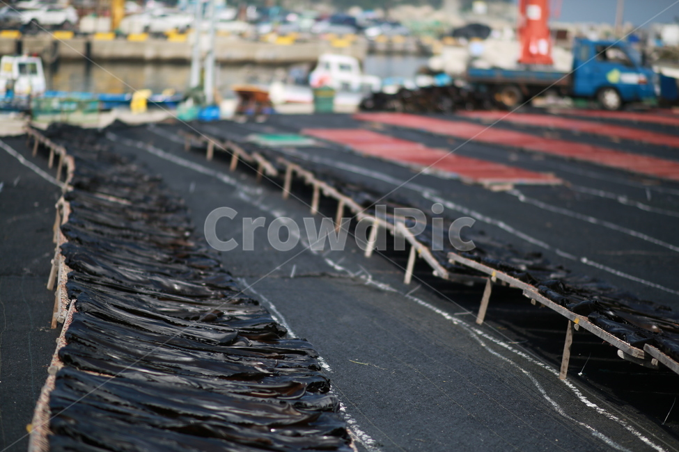 미역,다시마,기장미역,기장다시마,어촌,산업,industry,industrial,어업,fishery,fishing industry