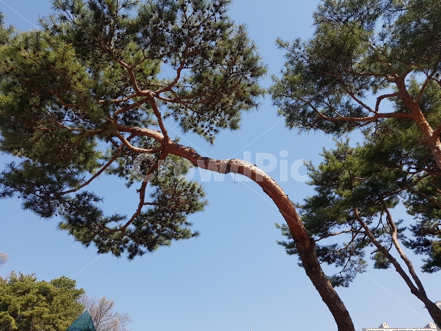 나무,산책로,소나무,꽃나무,하늘,나무길,기울어짐,농원,잔디길,돌길,봄,햇살,고요함,식물,자연,plants,nature,나무,trees,wood