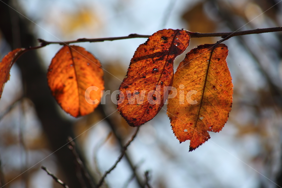 단풍,잎,식물,가을,redleaves,가을,계절,fall,autumn,season,식물,자연,plants,nature,veins,정맥