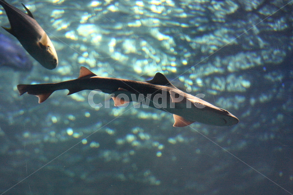 물고기,수족관,수중생물,아쿠아리움,aquarium,fish,동물,animal,어류,물고기,fish
