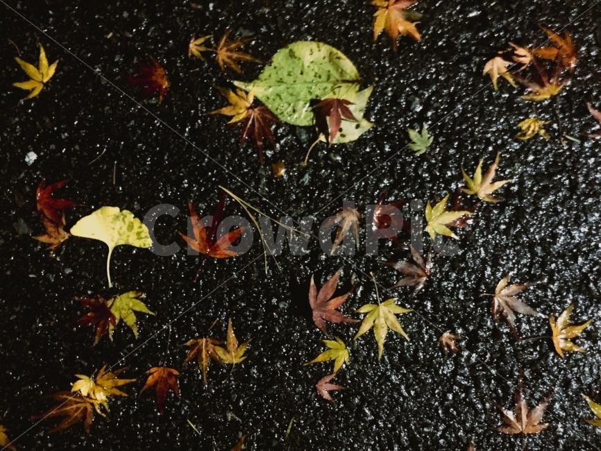 가을,낙엽,단풍잎,은행잎,감성,밤,가을풍경,자연,가을,계절,fall,autumn,season,식물,자연,plants,nature,leaf,잎,plant,tree,나무