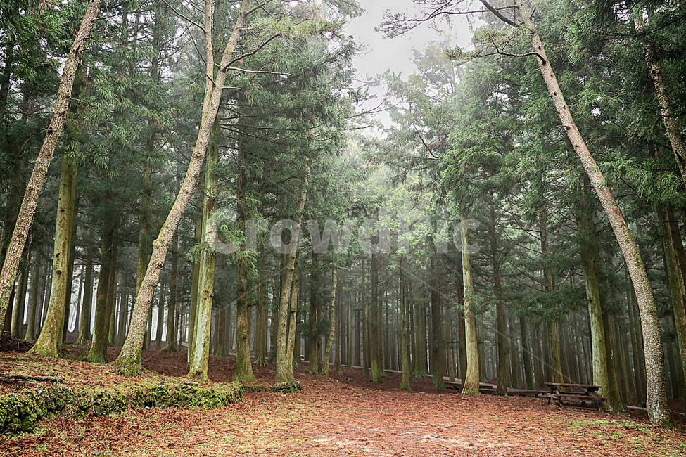 안개,산책로,나무,ground,바닥,tree,plant,식물,자연,숲