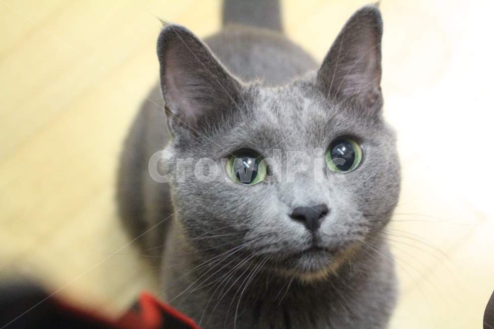 고양이,cat,동물,animal,야옹이,반려묘