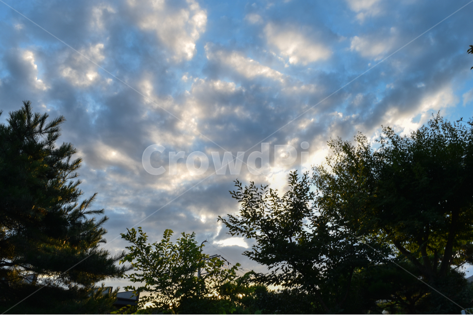하늘,구름,자연,풍경,여름,시원,나무,자연,풍경,nature,landscape,outdoors,옥외,tree,plant,식물,weather,날씨,fir,전나무