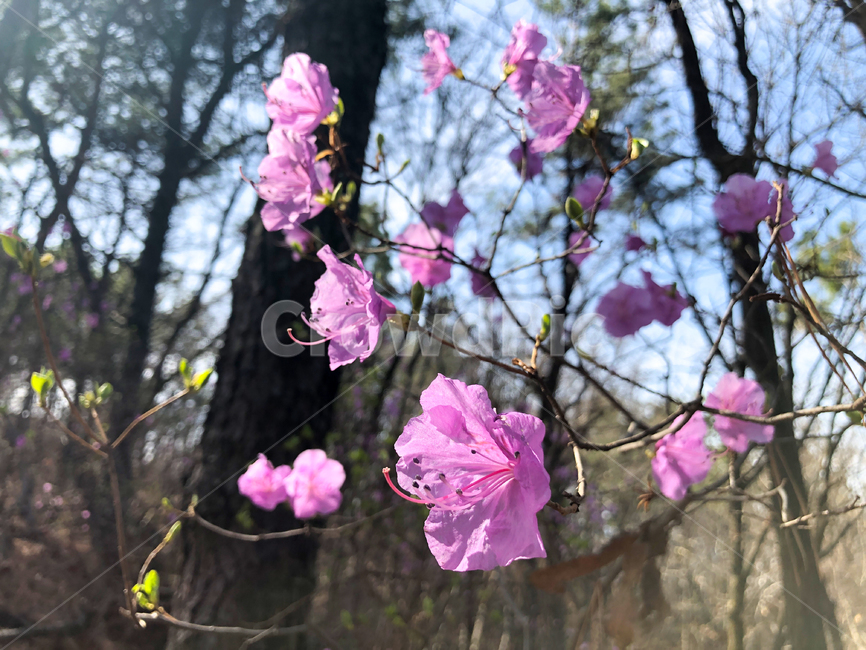 진달래,azalea,철쭉,산,봄,springflower,봄꽃