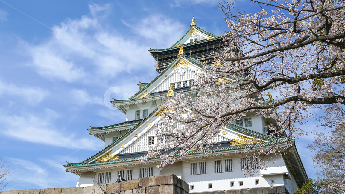 벚꽃,cherryblossom,일본,오사카,오사카성,봄,봄,계절,spring,season,랜드마크,landmark,tourist attraction,해외,외국,세계,foreign,oversea,world,세계랜드마크,해외랜드마크,외국랜드마크,world landmark,world tourist attraction,building,건물,shrine,신사,pagoda,탑,architecture,건축물,temple,신전,worship,예배