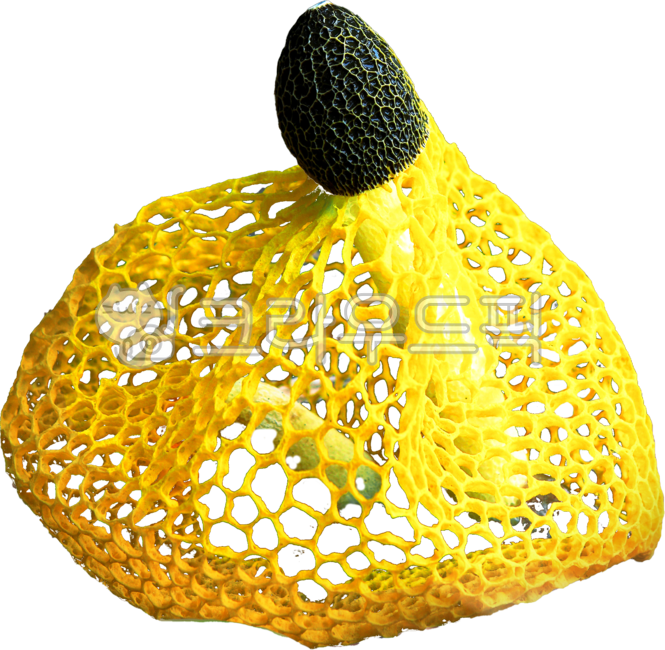 자연,버섯,노랑버섯,망태버섯,노랑망태버섯,그물망,그물,독버섯,png