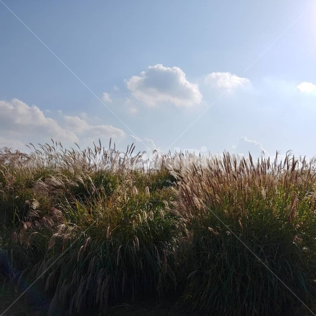갈대,억세,풀,식물,가을,plant,reed