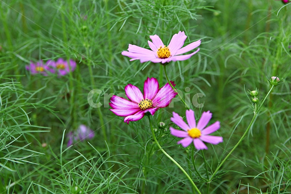 코스모스,꽃,꽃잎,식물,자연,공원,가을,가을꽃,식물,자연,plants,nature,꽃,flower