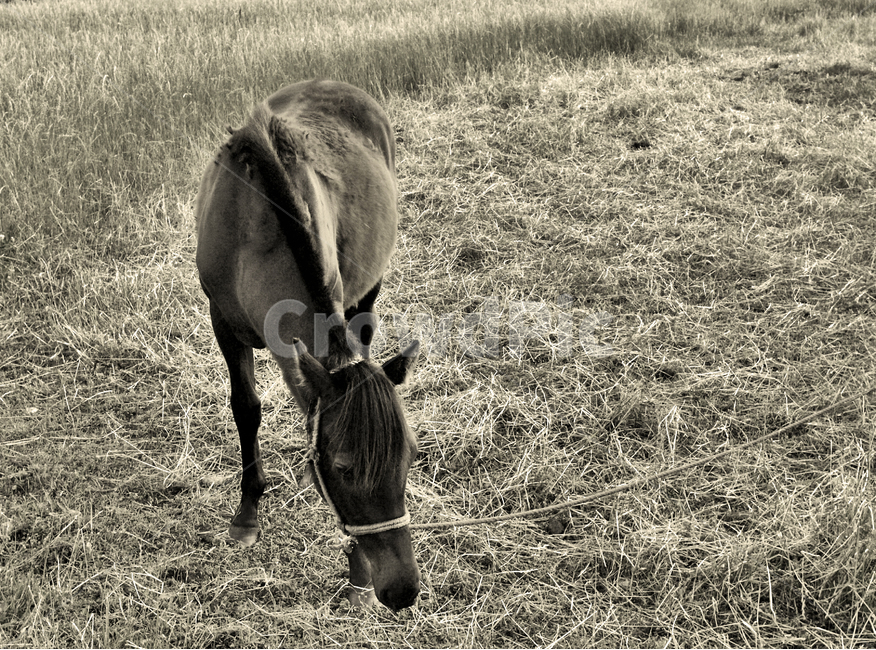 말,제주마,한마리,동물,방목,동물,animal,포유류,mammal,흑백,모노톤,monochrome,black and white