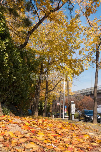 낙엽,가을,계절,자연색상,자연,배경,잎,가을,계절,fall,autumn,season,식물,자연,plants,nature