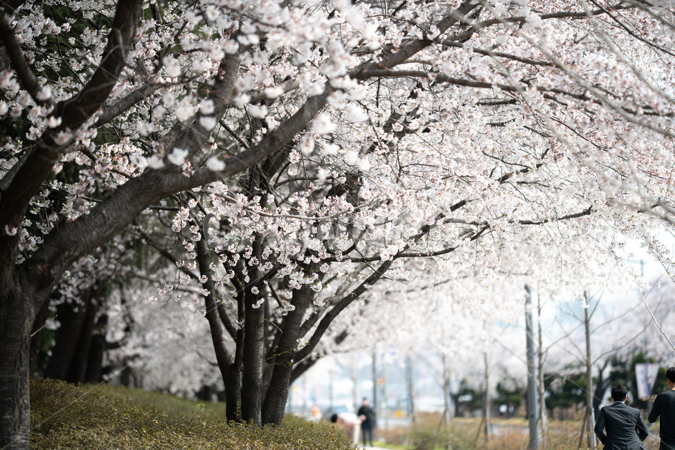벚꽃,봄,사쿠라,벚꽃나무,꽃,봄꽃,봄,계절,spring,season,자연,풍경,nature,landscape,plant,식물