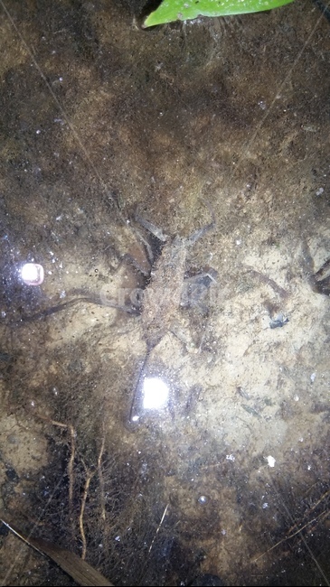 장구애비,수서곤충,곤충,논생물,논생태,동물,animal,곤충,벌레,insect,bug