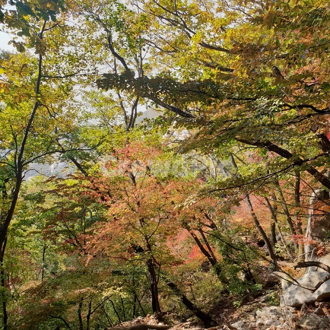 북한산국립공원,도봉산,낙엽,가을풍경,나무,바위
