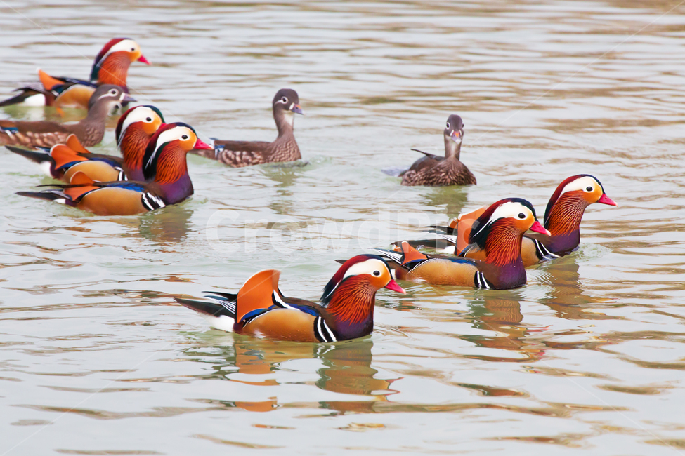 자연,동물,새,원앙,원앙새,야생,야생동물,연못,호수,저수지,겨울,텃새,bird,animal,water,outdoors,옥외,풍경,duck,waterfowl,물새,오리,물오리,비상,동물,animal,조류,새,birds