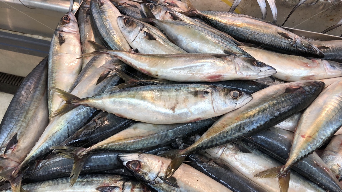 고등어,등푸른,생선,눈알,푸른,죽은,수산물,해산물,fishery products,seafood