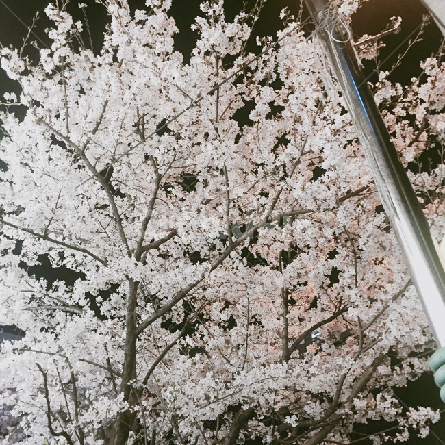 벚꽃,flower,꽃,봄,봄날,만개,밤,향긋함,봄,계절,spring,season,식물,자연,plants,nature,꽃,flower,나무,trees,wood,plant,blossom
