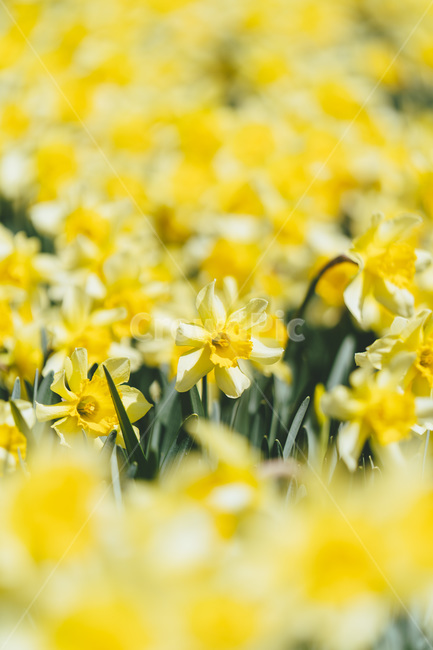 봄,봄꽃,개화,개화기,수선화,자연,풍경,daffodil,blossom,개나리,노란,노랑색,노란꽃,노랑꽃,spring,plant,flower,식물,봄,계절,spring,season