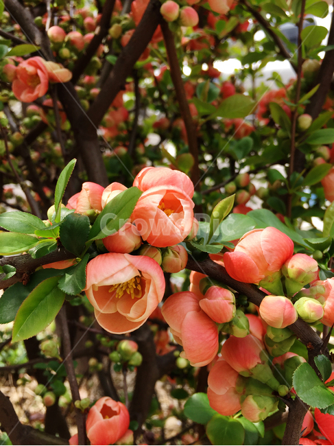 blossom,꽃,flower,식물,plant,동백꽃,빨강꽃,예쁜꽃,봄맞이,봄,식물,자연,plants,nature,꽃,flower