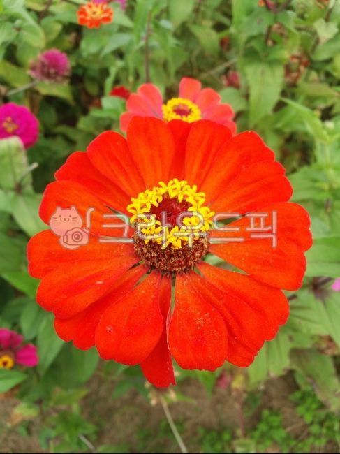 plant,zinnia,flower,red flower