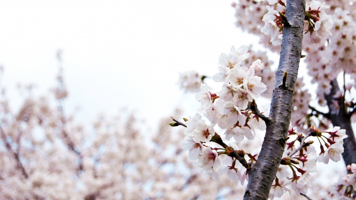 봄,꽃,벚꽃,나무,분홍,개화,자연,nature,색깔,색상,색감,color,봄,계절,spring,season,식물,자연,plants,nature,꽃,flower,plant,blossom