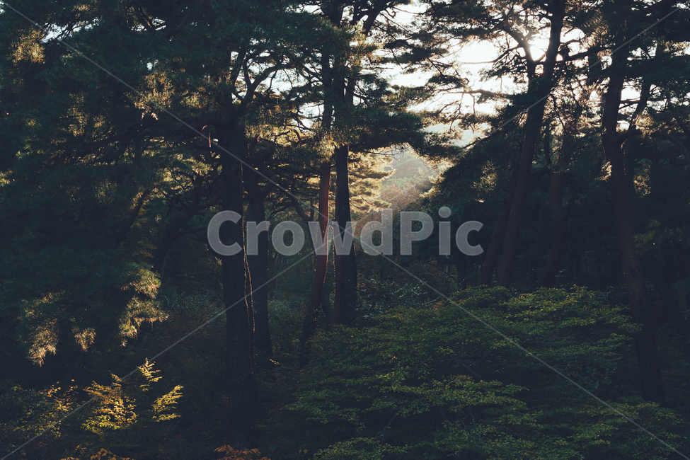 숲,햇빛,가을,풍경,감성,숲속,자연,풍경,nature,landscape,tree,나무,plant,식물,fir,전나무