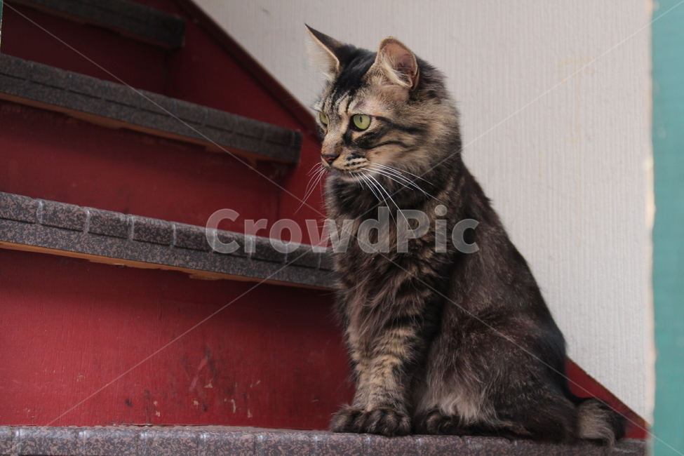 pet,animal,동물,고양이,cat