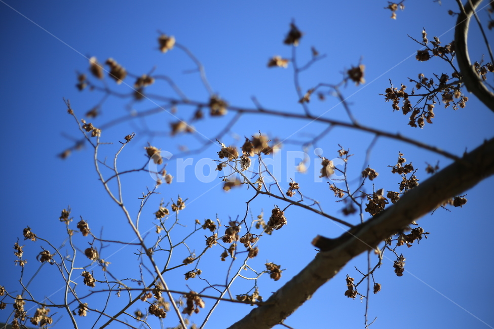 나무,나뭇가지,하늘,풍경,자연,겨울,식물,자연,plants,nature,꽃,flower