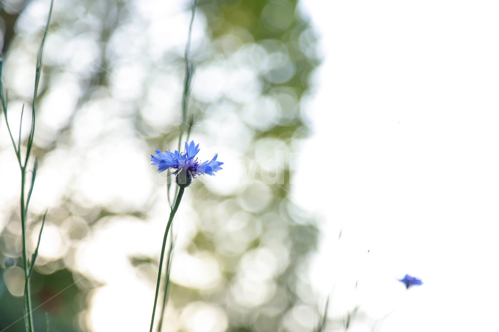 봄,봄날,봄꽃,수레국화,꽃,역광,보라색,계절,예쁜,아름다운,배경,식물,spring,flowers,beautiful,season