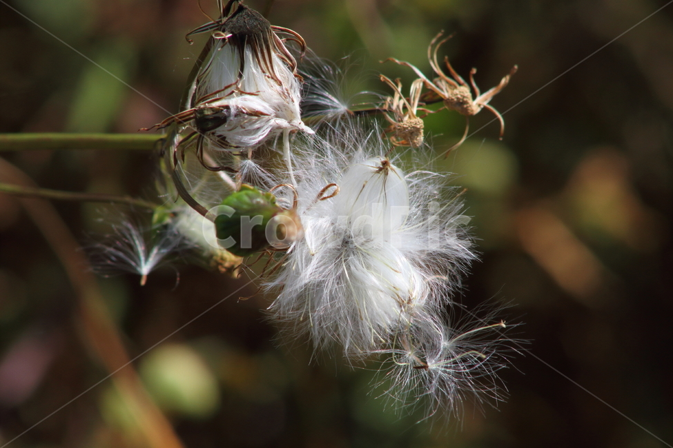 씨앗,홀씨,식물,번식,seed,식물,자연,plants,nature