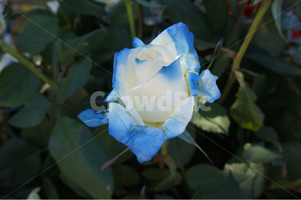 장미,5월,봄,풍경,꽃,파랑,식물,자연,plants,nature,꽃,flower