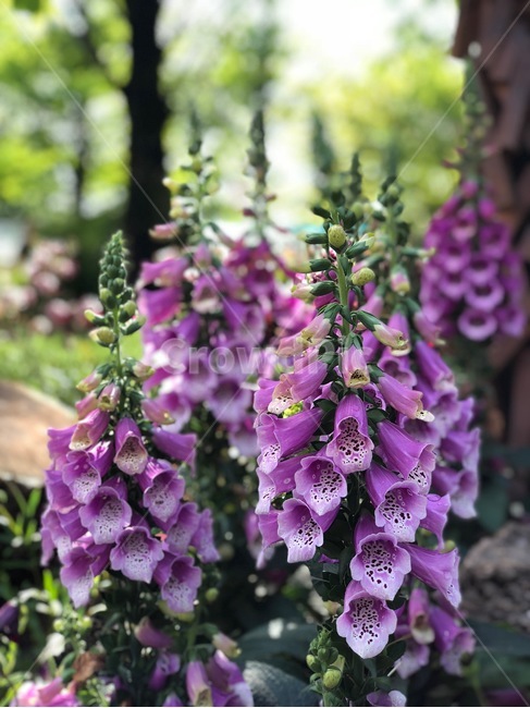 꽃,자연,식물,flower,blossom,nature,plant,방울꽃,꽃잎,나무,숲,tree,forest,보라색,purple