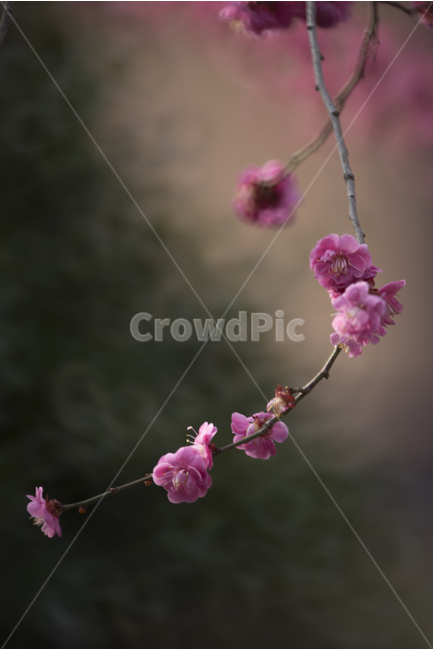 매화,홍매화,봄꽃,보케,감성사진,봄,계절,spring,season,식물,자연,plants,nature,꽃,flower,감성,sensible,feeling,plant,blossom