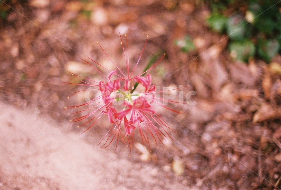 꽃,꽃무릇,사찰,절,필름,film,불교,temple,nature,flower,감성