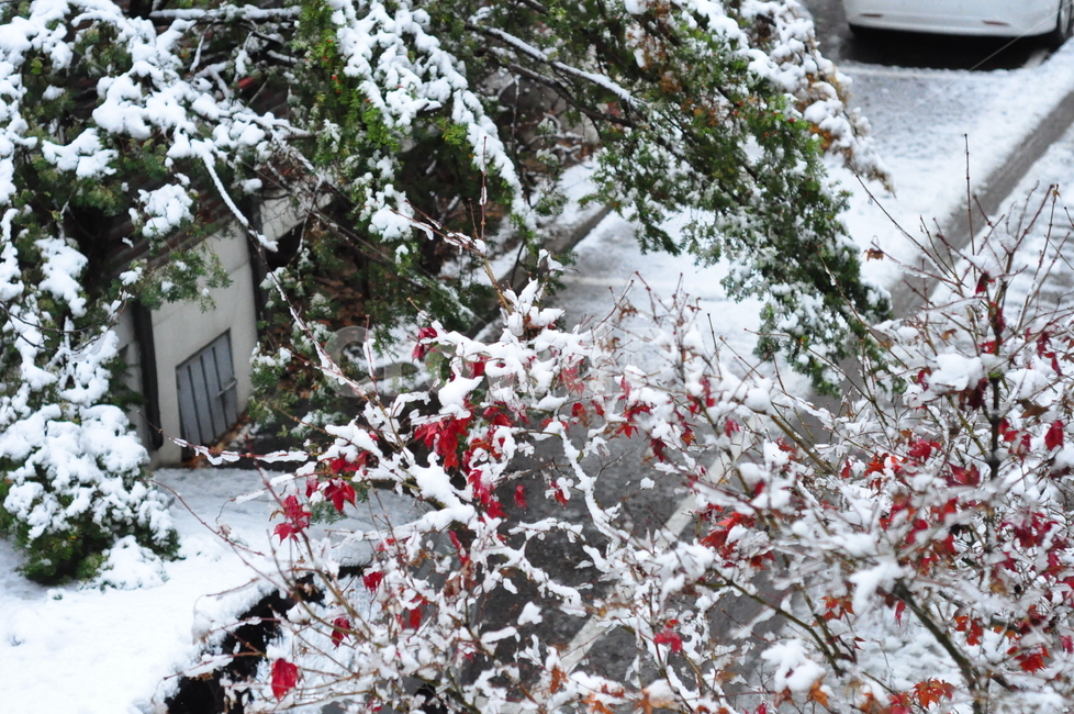 겨울,함박눈,눈,첫눈,나무가지,가지,나무,겨울,계절,winter,season