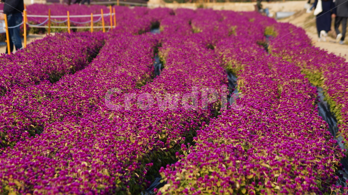 천일홍,꽃축제,꽃길,식물,자연,식물,자연,plants,nature,꽃,flower