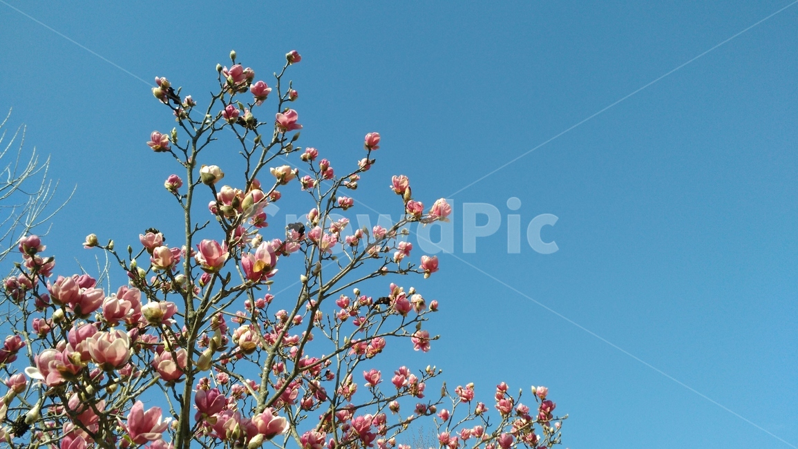 plant,식물,꽃,목련,flower,봄