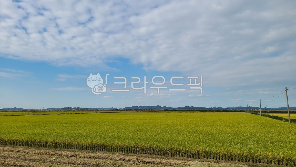 하늘, 자연, 가을, 추수, 벼, 사진,이미지,일러스트,캘리그라피 - 솜그라피작가