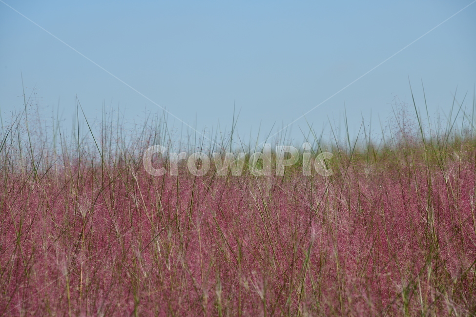 갈대,붉은갈대,핑크뮬리,가을,핑크,분홍,가을,계절,fall,autumn,season,식물,자연,plants,nature,grass,잔디,plant