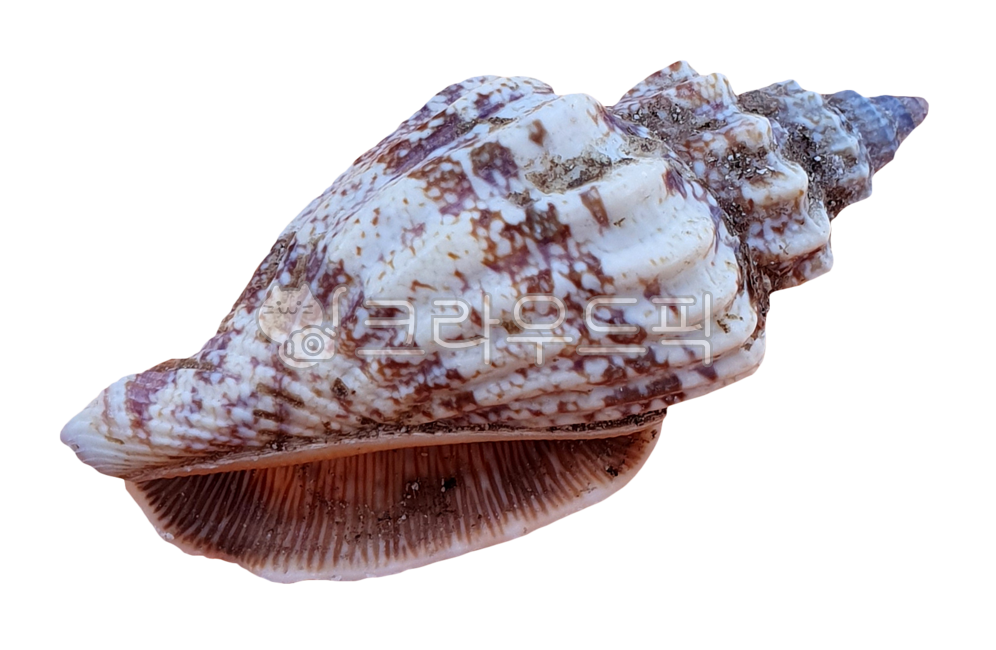 조개, clam, shell, seashell, 조개껍질, 사진,이미지,일러스트,캘리그라피 - machaboo작가