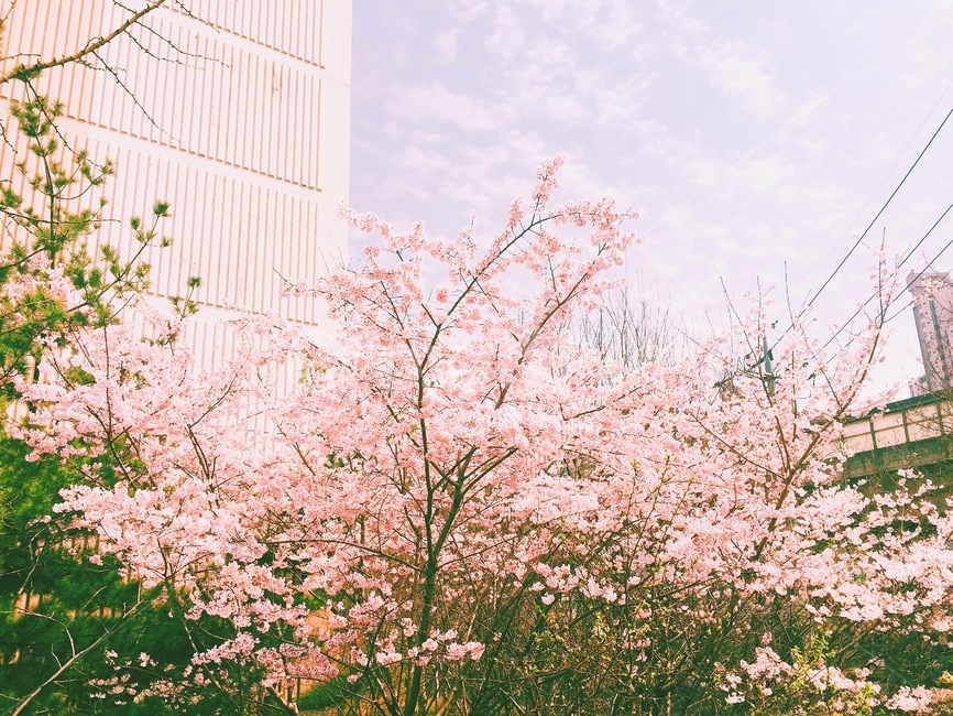 plant,식물,벚꽃,봄,꽃,나무,풍경,자연,cherryblossom,봄,계절,spring,season