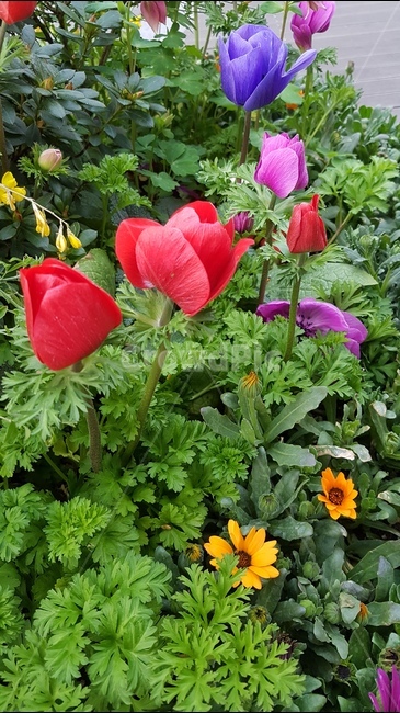 꽃,튤립,해바라기,봄,봄꽃,풀잎,계절,바람,빨강,flower,5월의꽃,식물,자연,plants,nature,꽃,flower