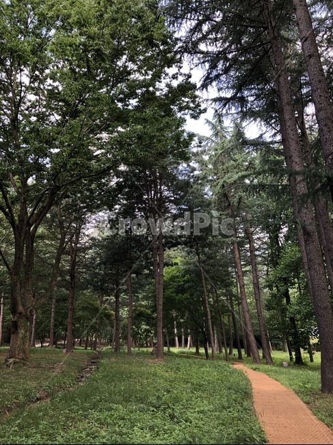 나무,전나무,식물,자연,tree