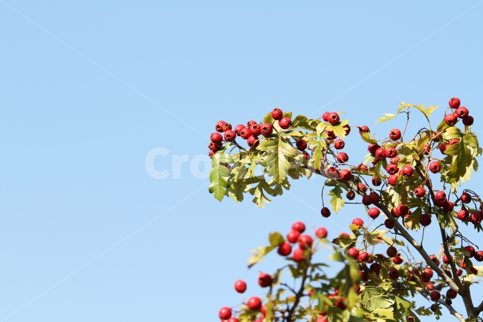 가을열매,가을사진,감성사진,빨간열매,식물,자연,식물,자연,plants,nature,과일,열매,fruit