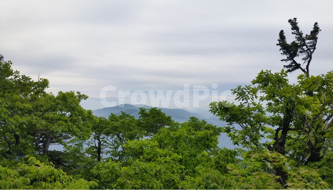 자연,nature,나무,tree,식물,설악산,설악산풍경,설악산경치,장관,봄,싱그러움,푸릇푸릇,등산,새벽,하늘,sky,구름,운무,하얀구름,초목
