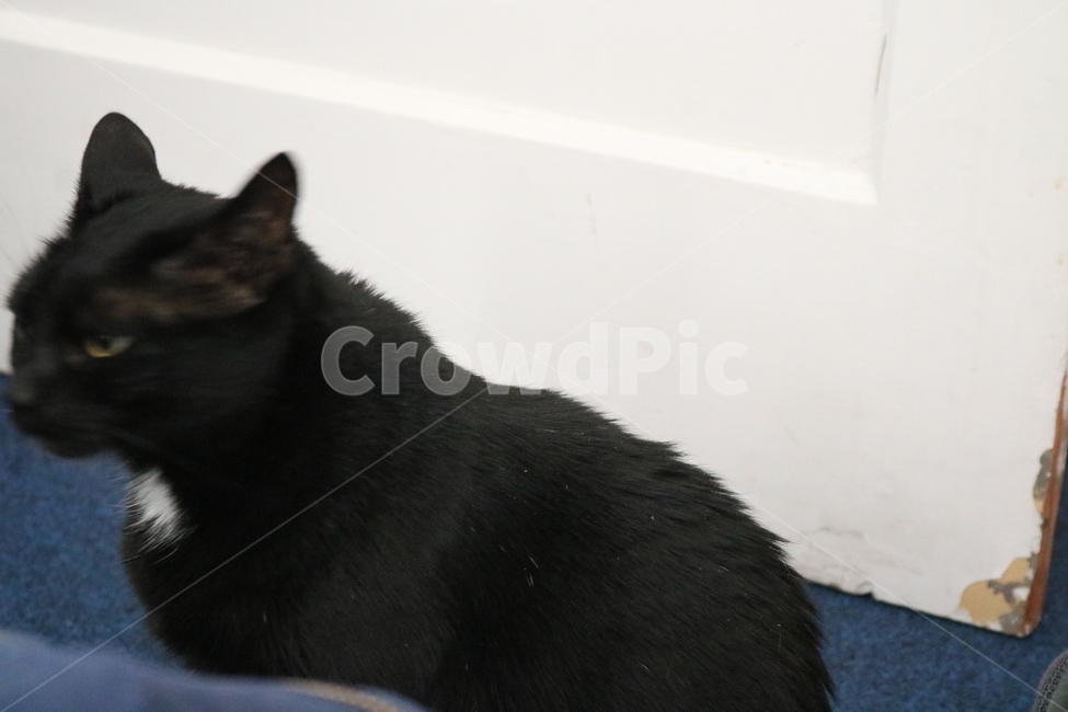 고양이,길고양이,길냥이,유기묘,까만고양이,검정고양이,흑묘