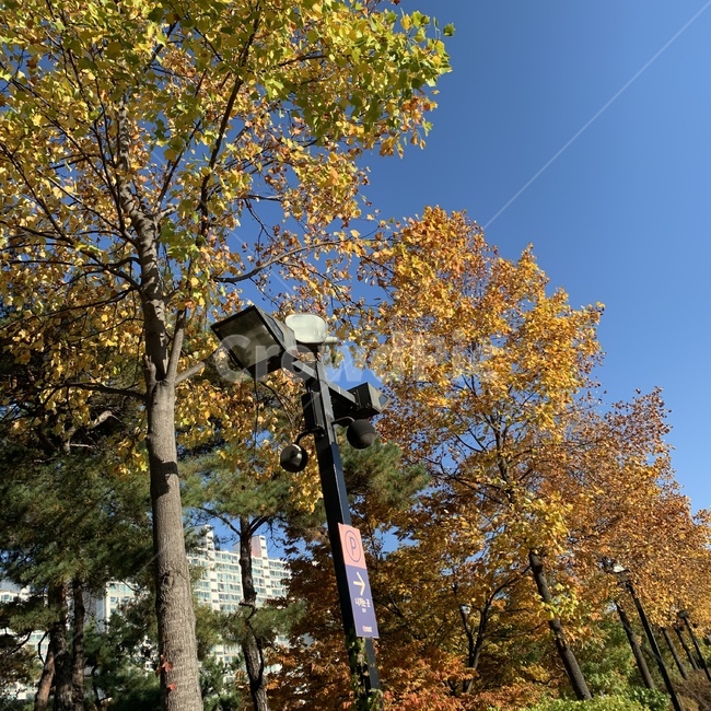 tree,나무,plant,식물,단풍,가을,계절,fall,autumn,season,식물,자연,plants,nature,나무,trees,wood